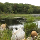 View of a wetland area with rocks and wildflowers along the edge of a pond where grass and lily pads grow, with a forest along the other side of the pond. 
