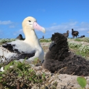 Short-tailed albatross George (left) sitting next to his chick (right).JPG