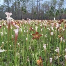 White-topped pitcher plants, Splinter Hill Bog