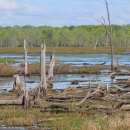A panoramic view of trees in the background and a marsh featuring pools of water, trees, and grasses in the foreground