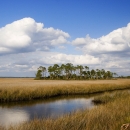 Small Pine Island in coastal saltwater marsh
