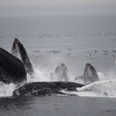 Whales breaching the surface with sea birds in the background