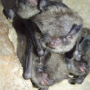 Three healthy Indiana bats huddled in a cave