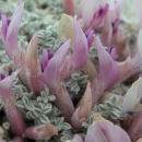 closeup of pink-flowering plant