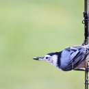 A white-breasted nuthatch takes a sunflower seed from a bird feeder