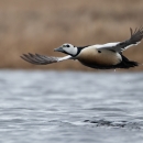 A duck flies over a tundra pond.
