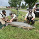 Hatchery staff injecting Alligator Gar with LHRHa