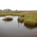 Saltmarsh composed of various cordgrasses