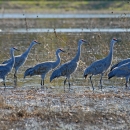 Sandhill cranes in wetland