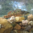 Vermilion Darter