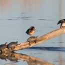 Four turtles are sitting on a log and one of them has a wood duck sitting on it. 