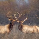 Three bull tule elk standing in a grassland.