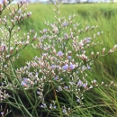 Sea lavender (Limonium carolinianum) growing on the salt marsh.