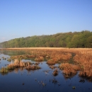 Minnesota River in foreground with brown marsh grasses covered in fog in background.