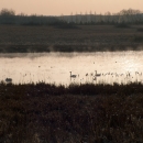 Swans resting on a foggy pond at sunrise.