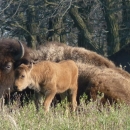 Bison with calf
