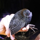 Eastern Black Rail in Hand