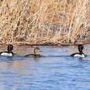 Three ring-necked ducks swimming along brown cattails; two drakes, one hen