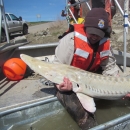 A large white fish being held by a biologist