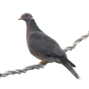 Band-tailed pigeon