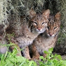 Bobcat kittens