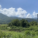 Carp jumping at Lake Barkley Dam.