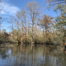 A calm river bordered by bare baldcypress trees