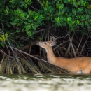 A Key deer buck feeding on red mangrove leaves in the water.