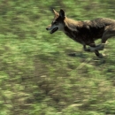 A red wolf in a full run on a grassy field.
