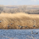 Flock of Northern Shovelers landing among other ducks