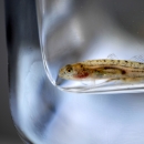 Close-up of a small fish resting at the bottom of a clear container.