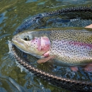 Rainbow Trout in net