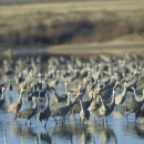 large flock of sandhill cranes standing in shallow water