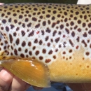 A close-up of a tannish fish with brown spots being held by a person