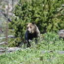 Grizzly bear standing on log in a pine forest