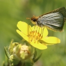 Poweshiek skipperling sipping nectar from a yellow flower