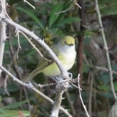 small, yellow, white & black bird perched on a tree branch