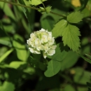 Running buffalo clover in bloom