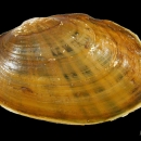 neosho mucket (Lampsilis rafinesqueana)