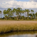 Pine Island in coastal saltmarsh