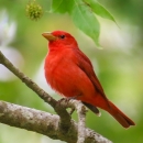 Solid red bird perched on branch