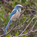a blue and grey bird perched on a branch