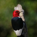 Red-headed white & black woodpecker hanging on a brown broken branch
