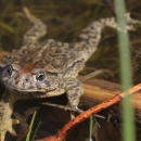 adult wyoming toad swimming among aquatic vegetation