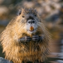 A nutria sitting on its hind legs exposes its large, orange teeth