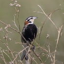 A small, black breasted bird with brown patch on the back of it's head standing on dry vegetation