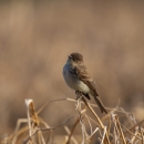 A brown and tan bird perched on a dried piece of wheat