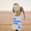 A small, white breasted hawk and grey/black wings