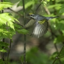 A grey bird in flight with yellow markings on it's wings
