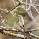 A speckled brown and white bird perched on a branch covered in lichen